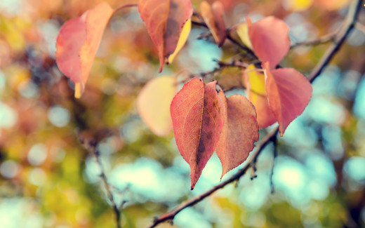830321 (a): :2560x1600